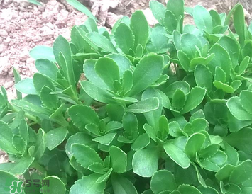 亲子 孕期 救心菜又名费菜,北京植物志名叫"金不换.